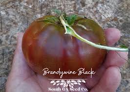 Afbeeldingsresultaat voor black brandywine tomato