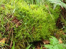 Attēlu rezultāti vaicājumam “Ptilium crista-castrensis”