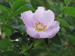 Attēlu rezultāti vaicājumam “Rosa subcanina”