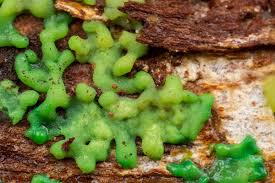 Attēlu rezultāti vaicājumam “Cribraria purpurea plasmodium”