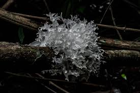 Attēlu rezultāti vaicājumam “Neocudoniella albiceps”