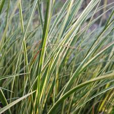 Attēlu rezultāti vaicājumam “Isopyrum thalictroides fruit”