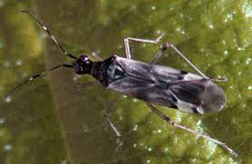 Attēlu rezultāti vaicājumam “Dicyphus nymph”