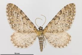 Attēlu rezultāti vaicājumam “Eupithecia satyrata”