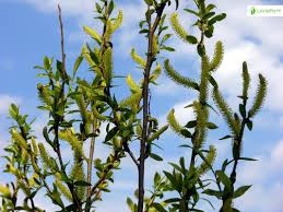 Attēlu rezultāti vaicājumam “Salix triandra”
