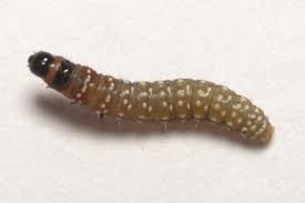 Attēlu rezultāti vaicājumam “Depressariidae”