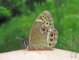 Attēlu rezultāti vaicājumam “Lopinga achine upperside”