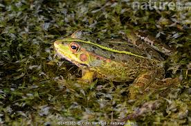 Attēlu rezultāti vaicājumam “Pelophylax adult”