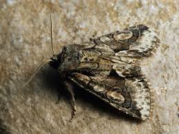 Attēlu rezultāti vaicājumam “Allophyes oxyacanthae”