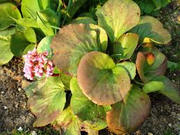 Attēlu rezultāti vaicājumam “Bergenia crassifolia”