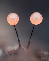 Attēlu rezultāti vaicājumam “Cribraria purpurea macro”