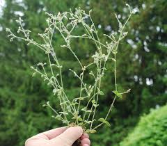 Attēlu rezultāti vaicājumam “Cerastium sylvaticum”