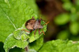 Attēlu rezultāti vaicājumam “Picromerus bidens”