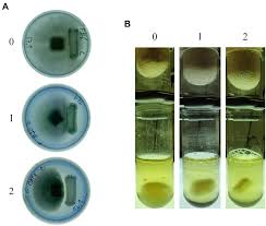 Attēlu rezultāti vaicājumam “Cribraria costata spores”