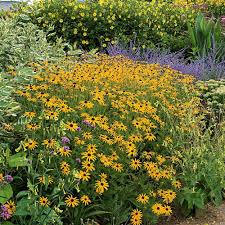 Image result for Rudbeckia fulgida