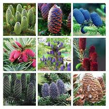 Attēlu rezultāti vaicājumam “Abies koreana”