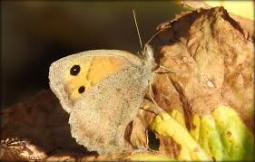 Attēlu rezultāti vaicājumam “Hyponephele lycaon male”