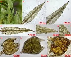 Attēlu rezultāti vaicājumam “Pohlia”