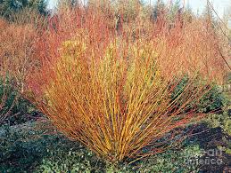 Attēlu rezultāti vaicājumam “Salix alba var. vitellina”