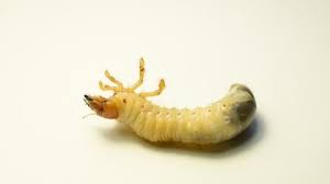 Attēlu rezultāti vaicājumam “Oryctes nasicornis larva”