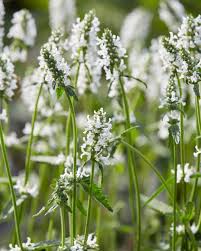 Attēlu rezultāti vaicājumam “Stachys officinalis flower”