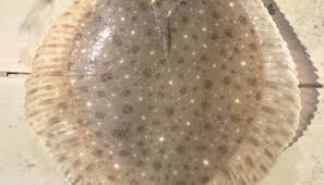 Image result for Pseudopleuronectes americanus