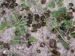 Attēlu rezultāti vaicājumam “Nostoc commune cells”