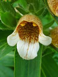 Image result for Digitalis lanata