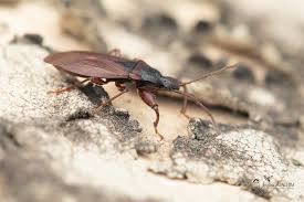 Attēlu rezultāti vaicājumam “Gastrodes grossipes”