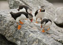 Image result for Fratercula arctica