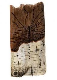 Attēlu rezultāti vaicājumam “Scolytus ratzeburgi”