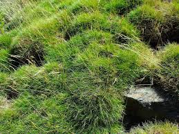 Attēlu rezultāti vaicājumam “Festuca rubra subsp. rubra fruit”