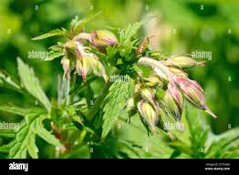 Attēlu rezultāti vaicājumam “Geranium pratense bud”