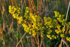 Attēlu rezultāti vaicājumam “Galium verum leaf”