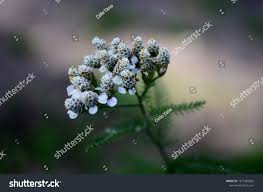 Attēlu rezultāti vaicājumam “Achillea millefolium bud”