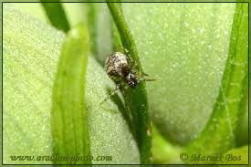 Attēlu rezultāti vaicājumam “Gibbaranea gibbosa”