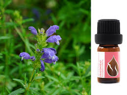 Attēlu rezultāti vaicājumam “Dracocephalum ruyschiana fruit”