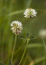 Attēlu rezultāti vaicājumam “Trifolium montanum fruit”