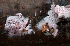 Attēlu rezultāti vaicājumam “Ceriporia excelsa”