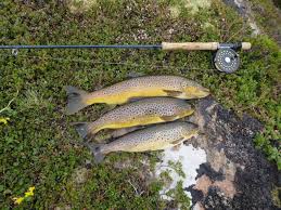 Image result for Airdrie & District Angling Club