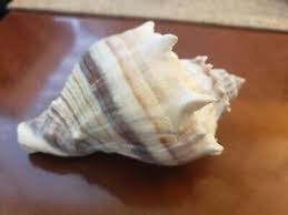 Image result for Melongena corona