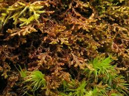 Attēlu rezultāti vaicājumam “Frullania tamarisci macro”