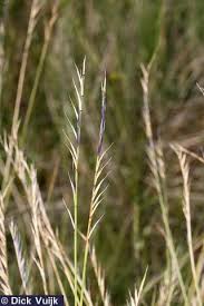 Attēlu rezultāti vaicājumam “Nardus stricta”