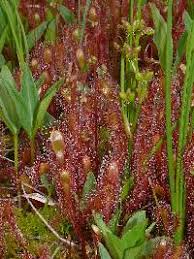 Attēlu rezultāti vaicājumam “Scheuchzeria palustris fruit”