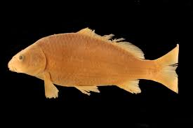 Image result for Cyprinus carpio