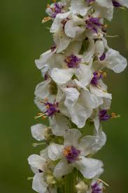 Attēlu rezultāti vaicājumam “Verbascum nigrum flower”