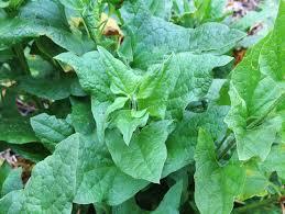 Attēlu rezultāti vaicājumam “Chenopodium bonus-henricus leaf”