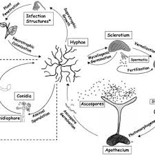 Attēlu rezultāti vaicājumam “Myriosclerotinia scirpicola”