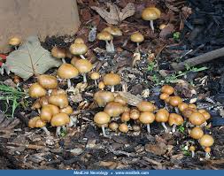Attēlu rezultāti vaicājumam “Psilocybe sp.”