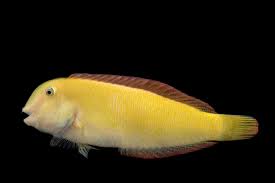 Image result for Xyrichtys novacula